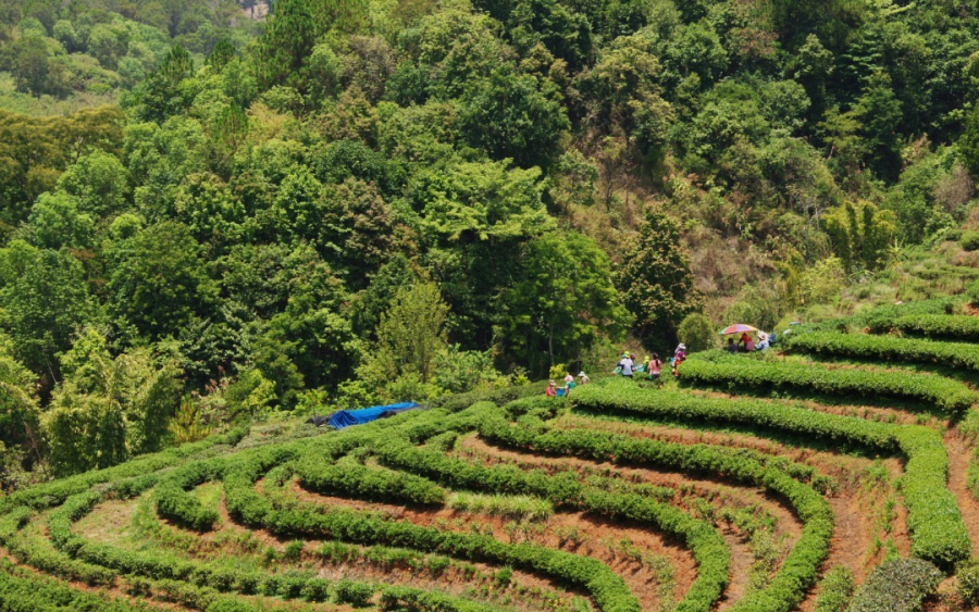 Como o Agronegócio se relaciona com o mercado de carbono?