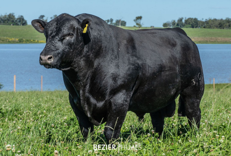 Em parceria com o Paquistão, empresa brasileira amplia leque de produtos com inovação