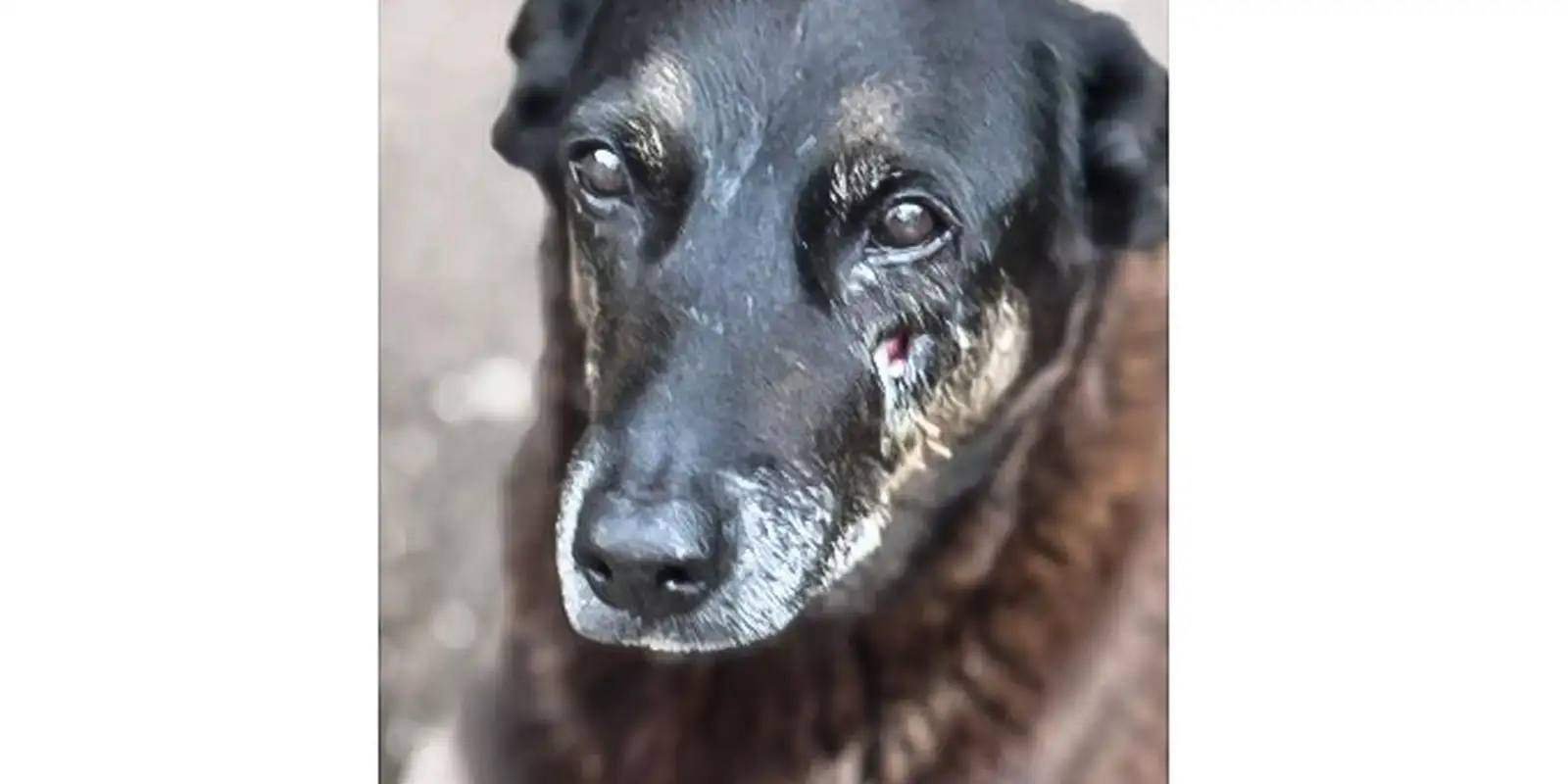 Soldado da PM depõe por ter matado cachorro comunitário em São Paulo