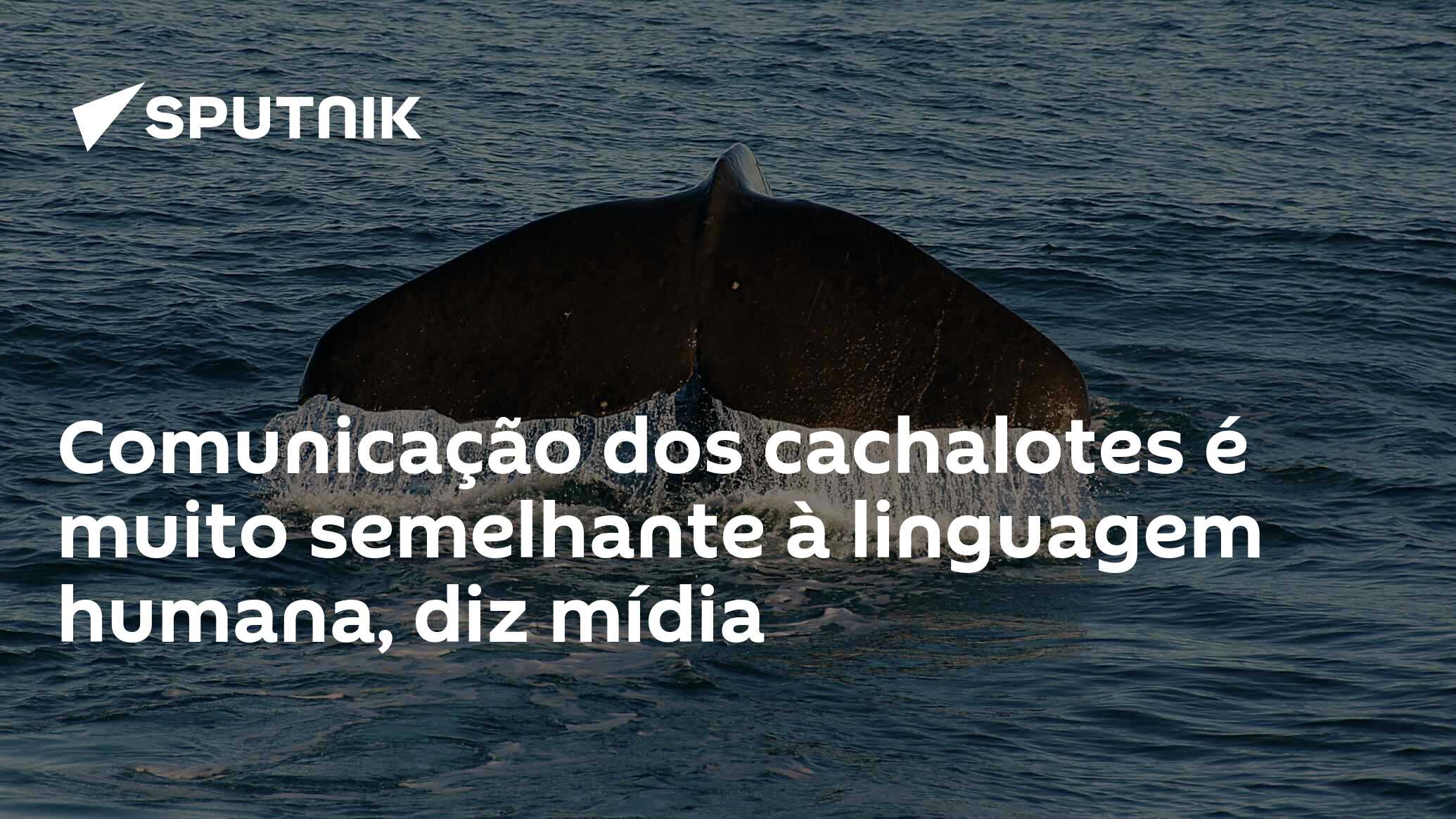 Comunicação dos cachalotes é muito semelhante à linguagem humana, diz mídia