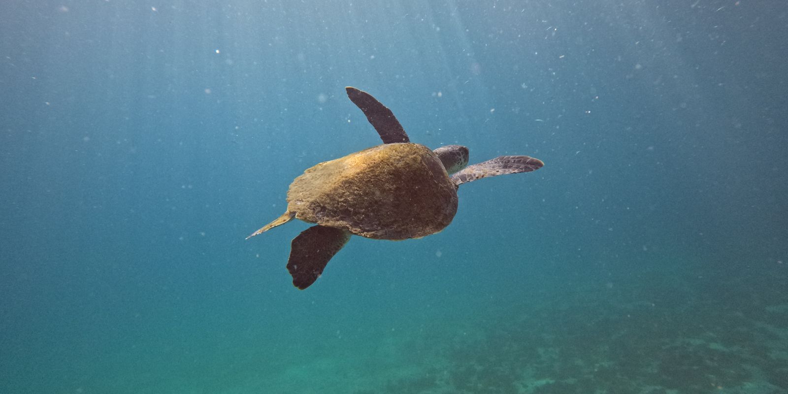 Pesquisa quer descobrir de onde vêm tartarugas que vivem em Arraial