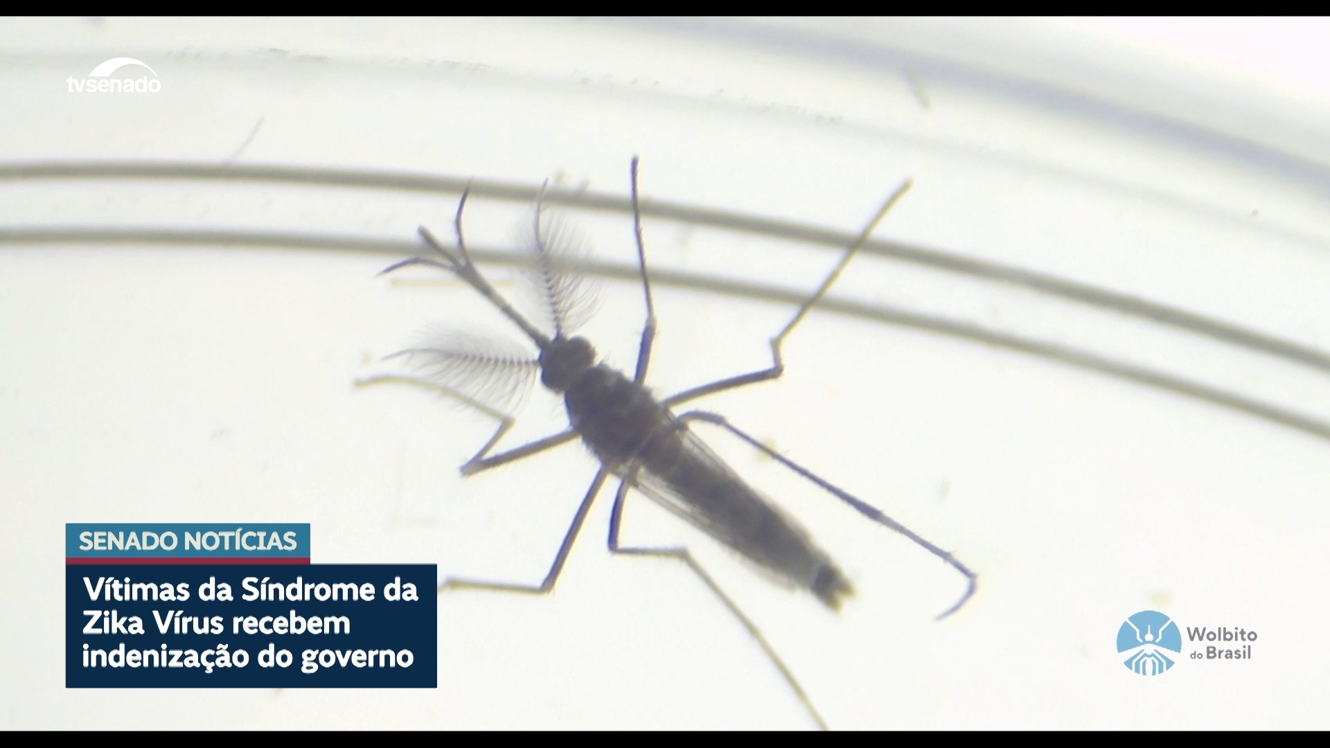 Vídeo: Vítimas de zika vírus recebem indenização do governo