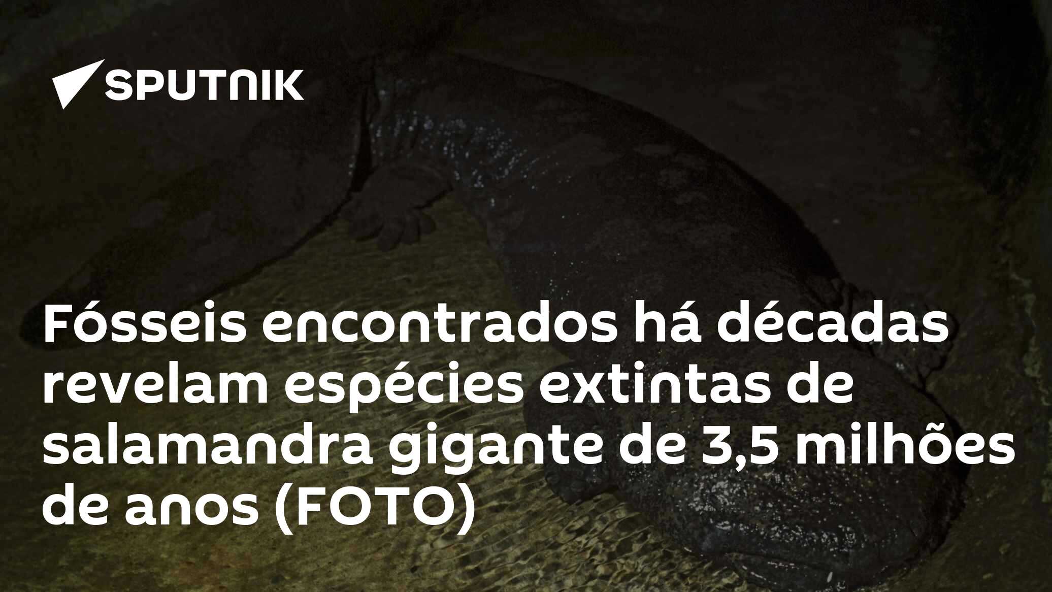 Fósseis encontrados há décadas revelam espécies extintas de salamandra gigante de 3,5 milhões de anos (FOTO)