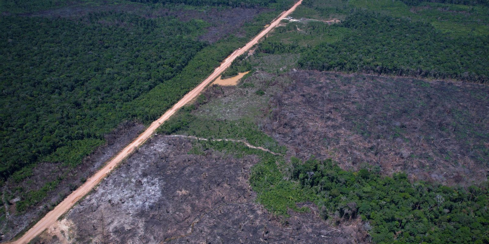 Desmatamento na Amazônia cai 36,87% no último ano