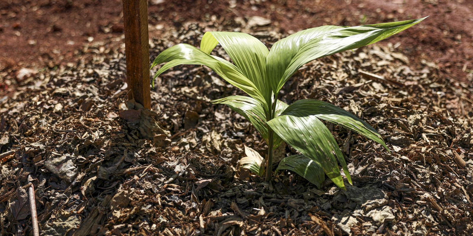 Embrapa entrega propostas de agricultura sustentável para candidatos
