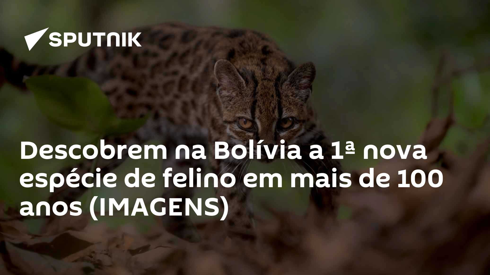 Descobrem na Bolívia a 1ª nova espécie de felino em mais de 100 anos (IMAGENS)