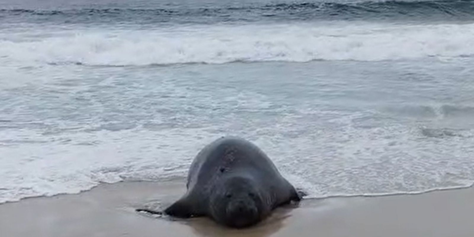 Elefante-marinho atrai atenção de banhistas em praia do Rio