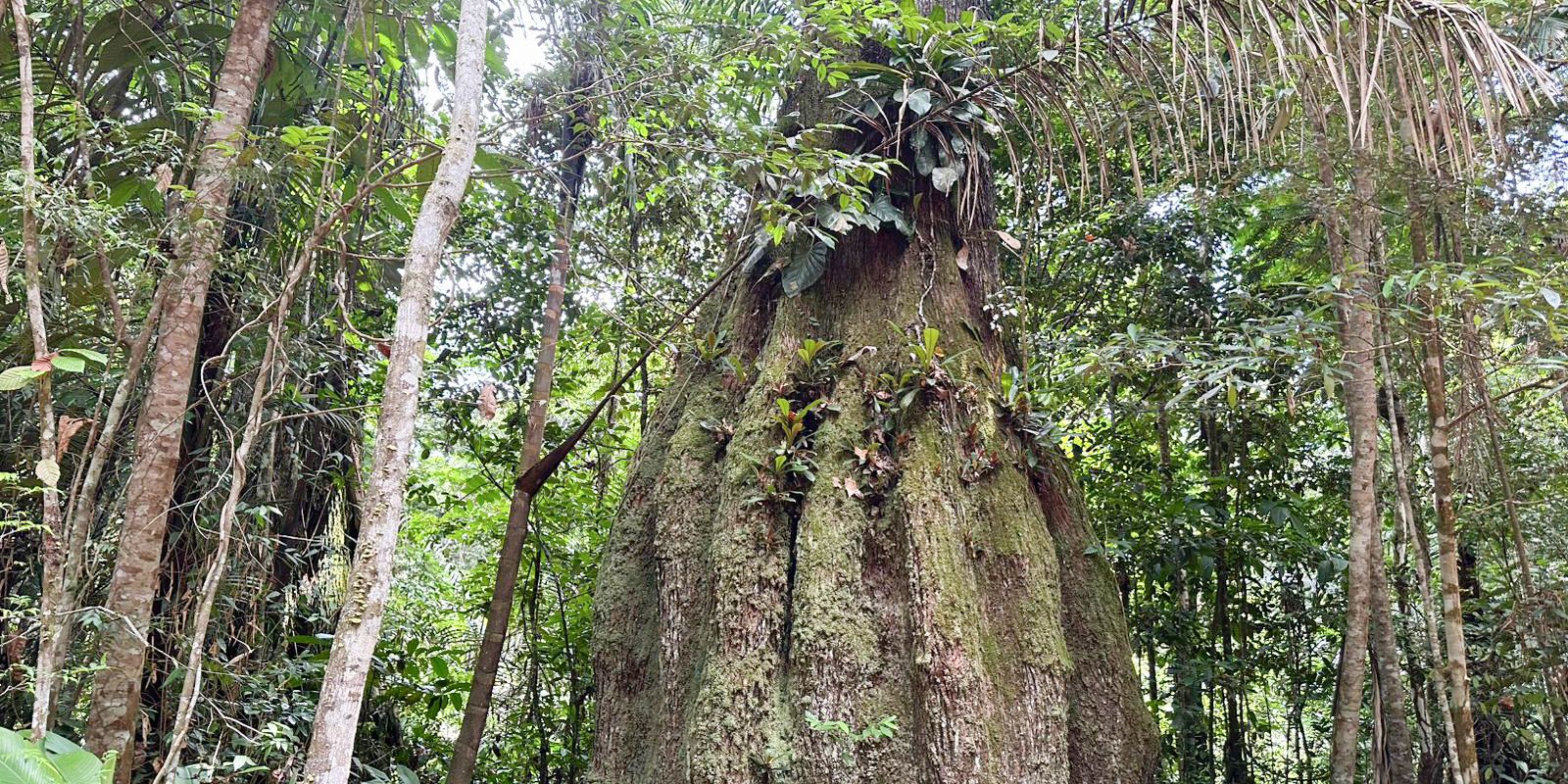 Congresso terá sete em cada dez parlamentares contra agenda ambiental