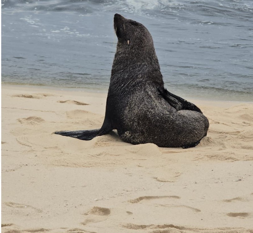 Guardas municipais fazem treinamento para resgate de animais marinhos